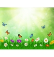 daisy background summer design vector image vector image