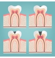 tooth anatomy vector image