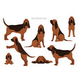bloodhound clipart different coat colors vector image vector image