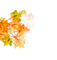autumn vector image