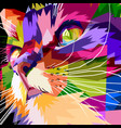 close up of face colorful cat vector image vector image