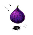 fig drawing hand drawn isolated fruit vector image