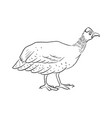 drawing domestic turkey vector image vector image