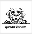 dog head labrador retriever breed black vector image