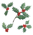 holly bunches watercolor collection vector image
