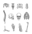human skeleton structure skull spine rib cage vector image vector image