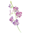 watercolor of orchid flower isolated vector image