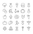 set flat line icons vegetables vector image