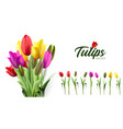 spring bouquet pink yellow red tulips vector image