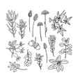set of different autumn plants vector image