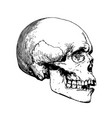 detailed skull etching side view vector image vector image