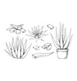 hand drawn aloe vera vintage sketch vector image