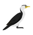 microcarbo melanoleucos - little pied cormorant vector image vector image
