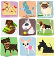 nine dog breeds vector image vector image