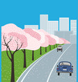 hand drawn blooming cherry trees poster vector image vector image
