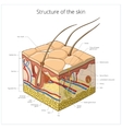skin structure vector image