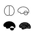human brain anatomy vector image