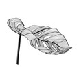 monstera leaf sketch by hand drawing vector image