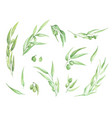 watercolor olive branch with leaves and fruits vector image