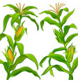 corn frame vector image