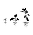 silhouette eggplant plant with roots set vector image vector image
