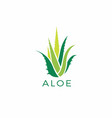 aloe vera logo fresh design vector image