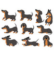 dachshund cute dogs characters various poses vector image vector image