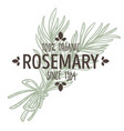rosemary isolated icon with lettering spice vector image vector image