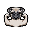 pug dog with musculs vector image vector image