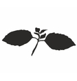 plant leaves vector image