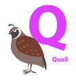 brown quail on alphabet card with letter q flat vector image vector image