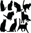 cats vector image