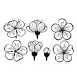 set outline sakura flowers vector image vector image