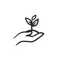 hands holding seedling in soil sketch icon vector image