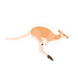 jumping kangaroo isolated on white background vector image
