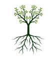 green tree with leaves and roots outline vector image