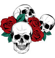 a human skull with roses on white background vector image
