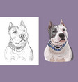 portrait cute funny dog american vector image vector image