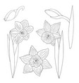 doodle coloring with daffodils vector image vector image