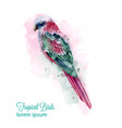 tropic colorful parrot bird watercolor vector image vector image