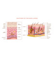 skin layers structure vector image