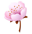sakura blossom pink flower decorative floral vector image vector image
