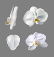 moon orchid flower vector image vector image