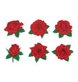 red roses hand drawn color set rose buds vector image