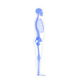 human man skeleton anatomy vector image