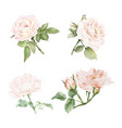 set of rose and leaves bunch watercolor vector image