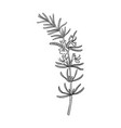 drawing rosemary vector image