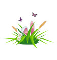 paschal background with grass daisies and rabbit vector image