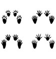 black footprints of raccoon vector image