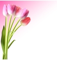 beautiful pink realistic tulip background vector image